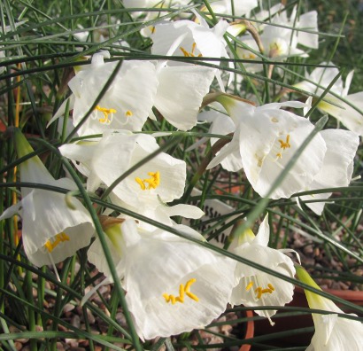 Narcissus romieuxii ssp. albidus